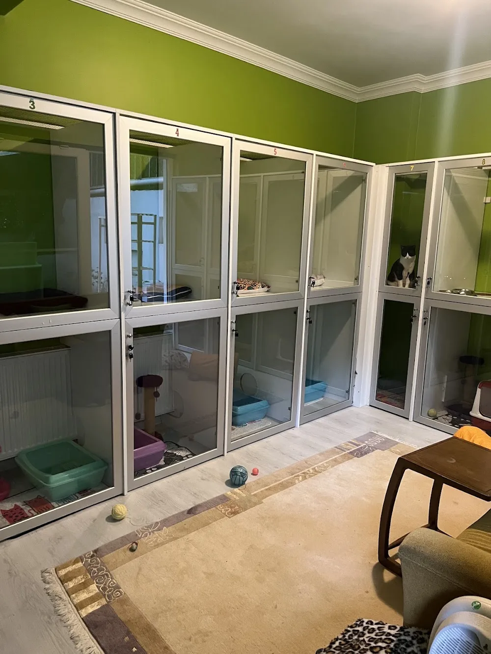 Mırmır Miyav Kedi Evi - Istanbul pet otel görseli 2