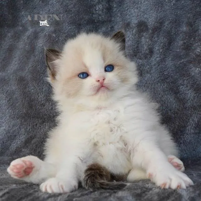 ADEN RAGDOLL CATTERY - Mississauga pet otel