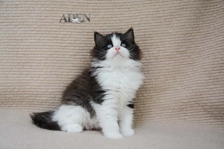 ADEN RAGDOLL CATTERY - Mississauga pet otel görseli 3