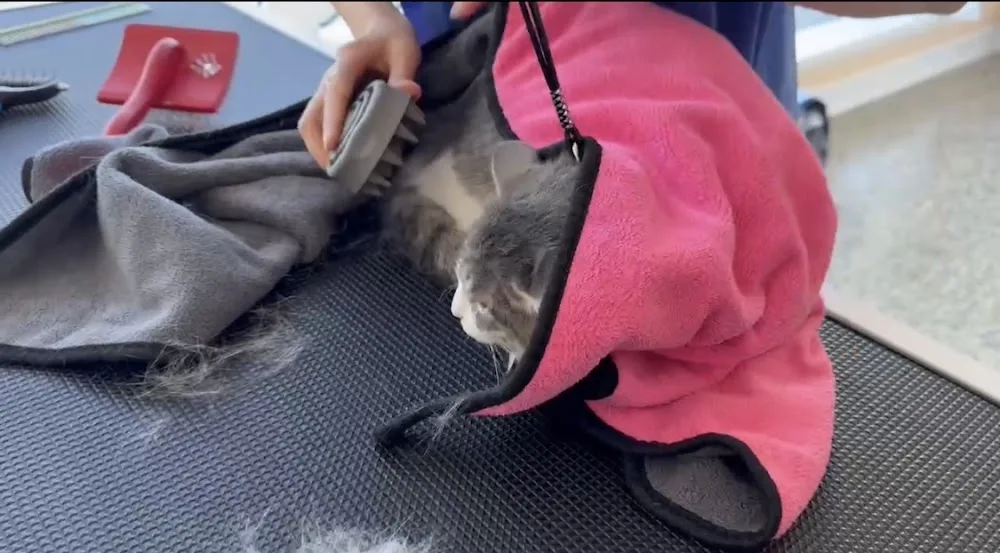 AiLin's Pet Store-Grooming& boarding - Mississauga pet otel