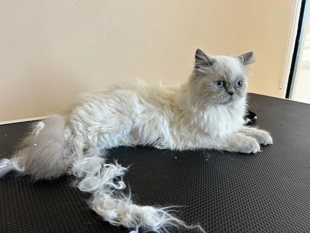 AiLin's Pet Store-Grooming& boarding - Mississauga pet otel görseli 3