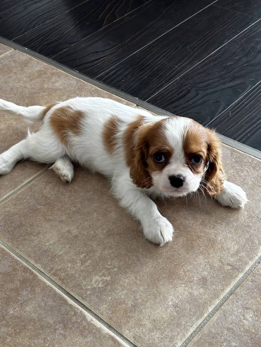 Cedar Creek Kennels Pet Lodge - Mississauga pet otel görseli 3