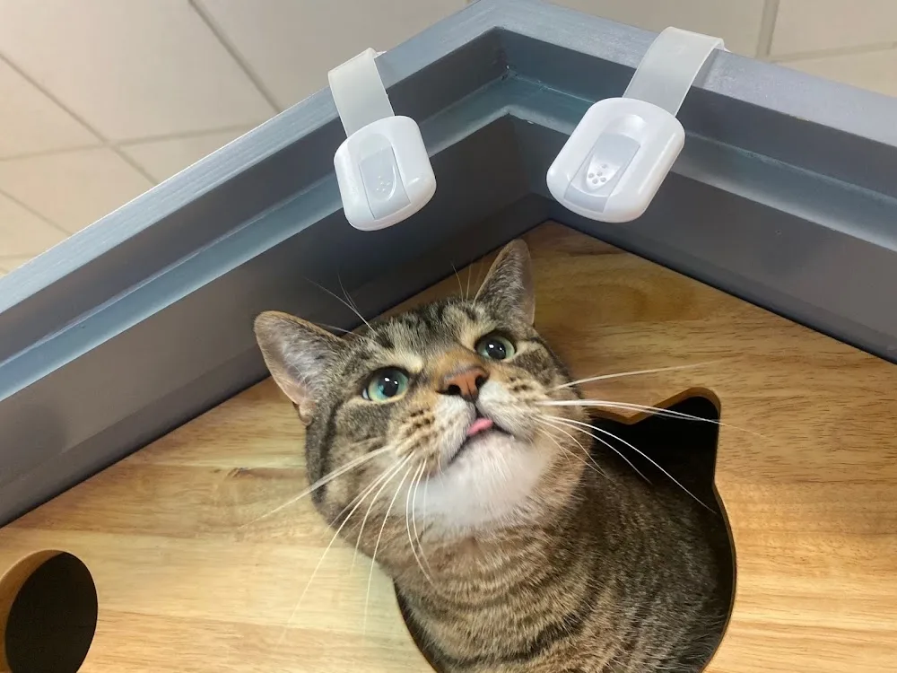 Chubby Meows Inc. - Mississauga pet otel görseli 3