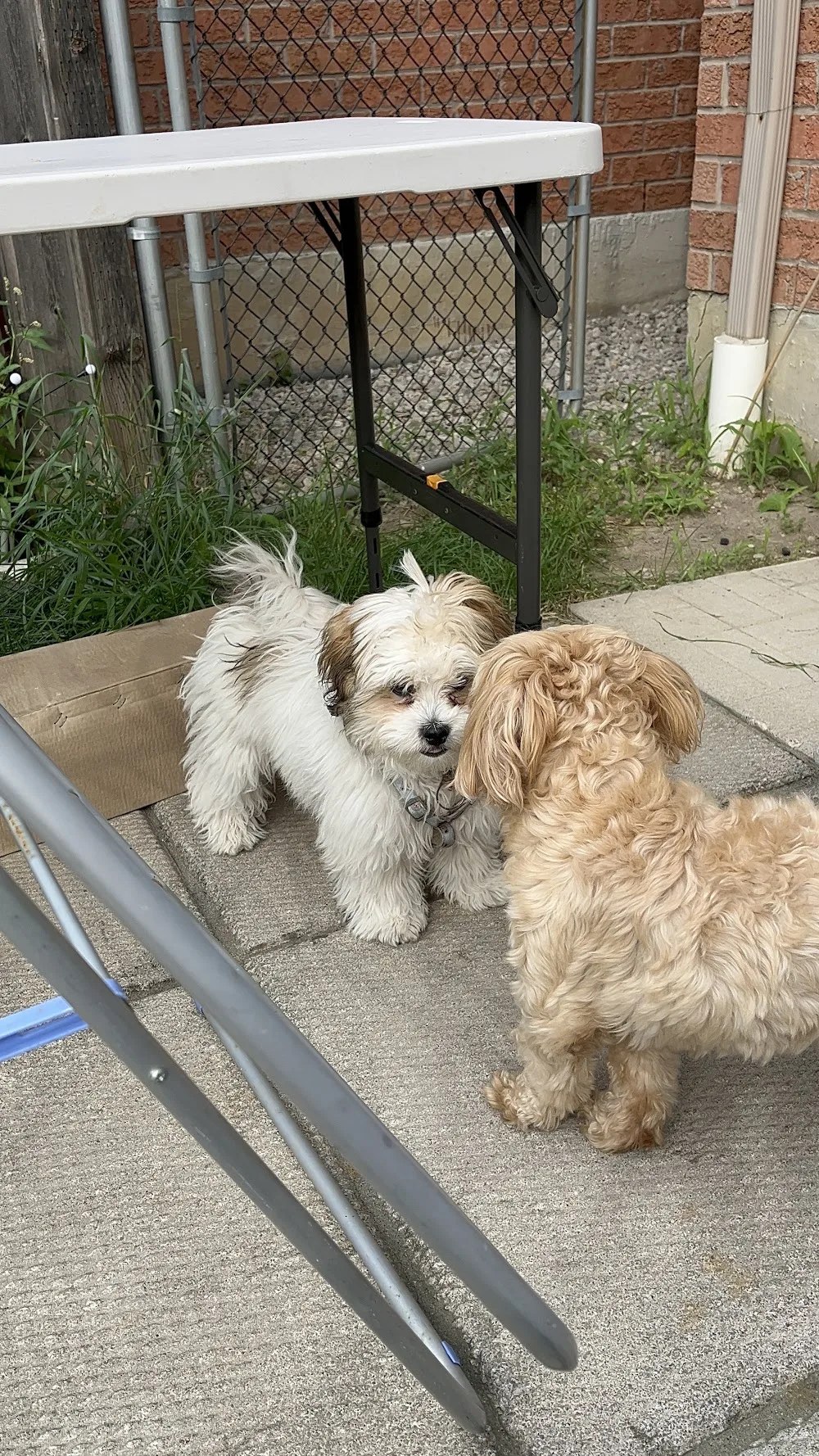 Cuddles - Dog Daycare (Small Dogs Only) - Mississauga pet otel