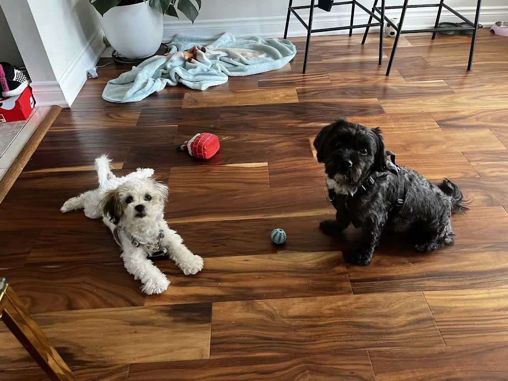 Cuddles - Dog Daycare (Small Dogs Only) - Mississauga pet otel görseli 3