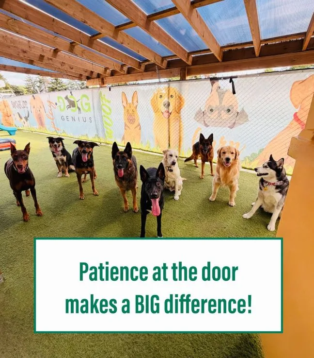 Dog Genius - Mississauga pet otel