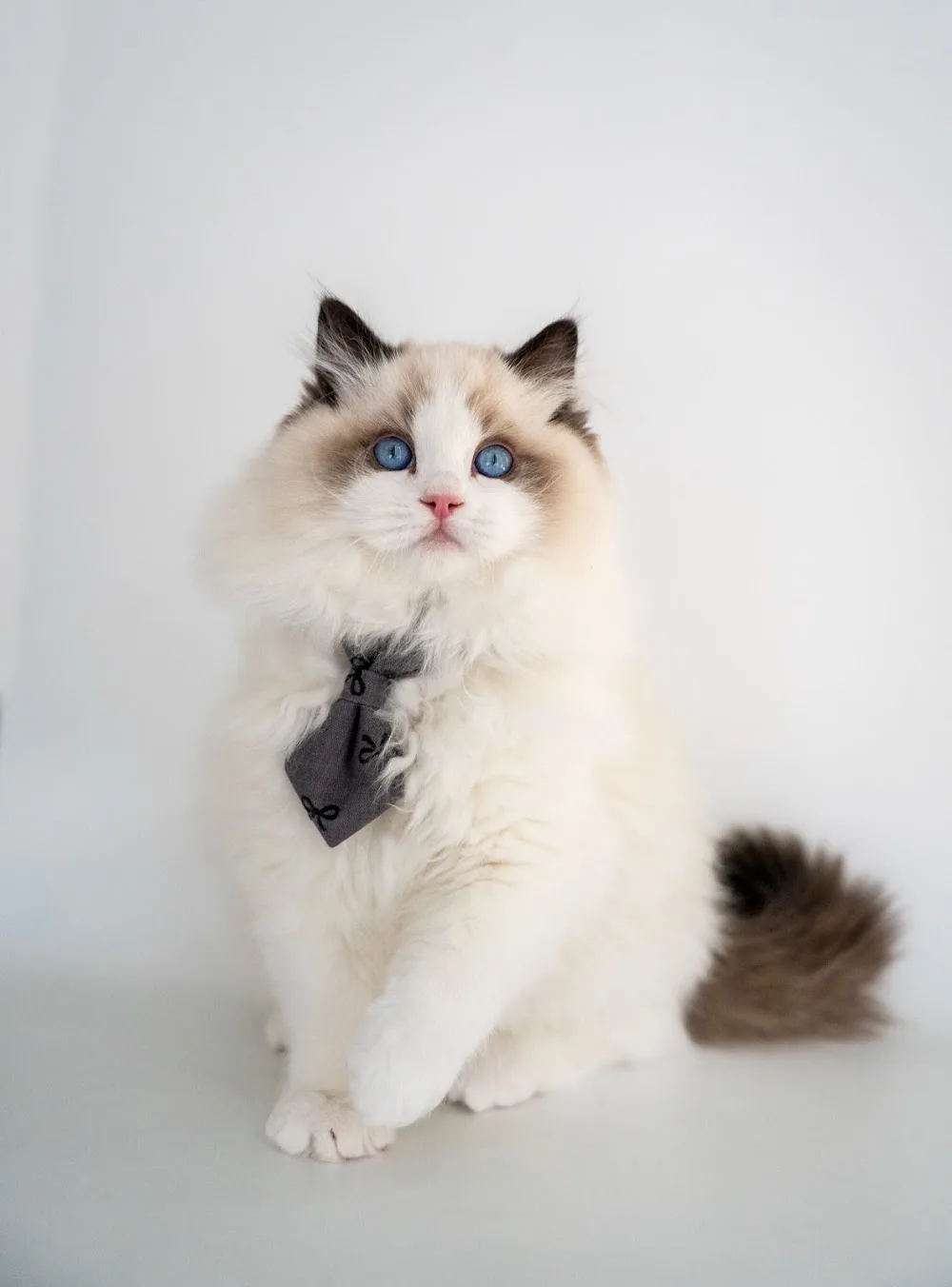 Dreamiidolls Ragdoll Cattery - Mississauga pet otel