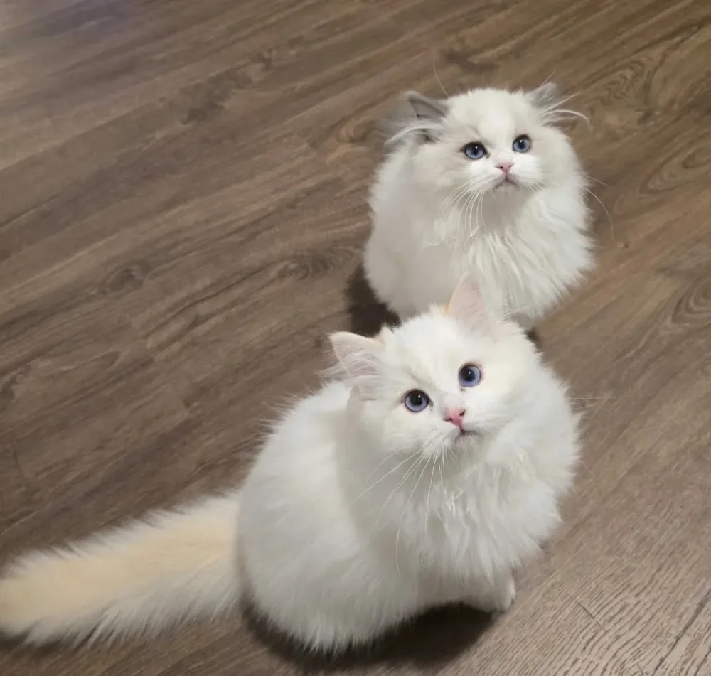 Dreamiidolls Ragdoll Cattery - Mississauga pet otel görseli 3