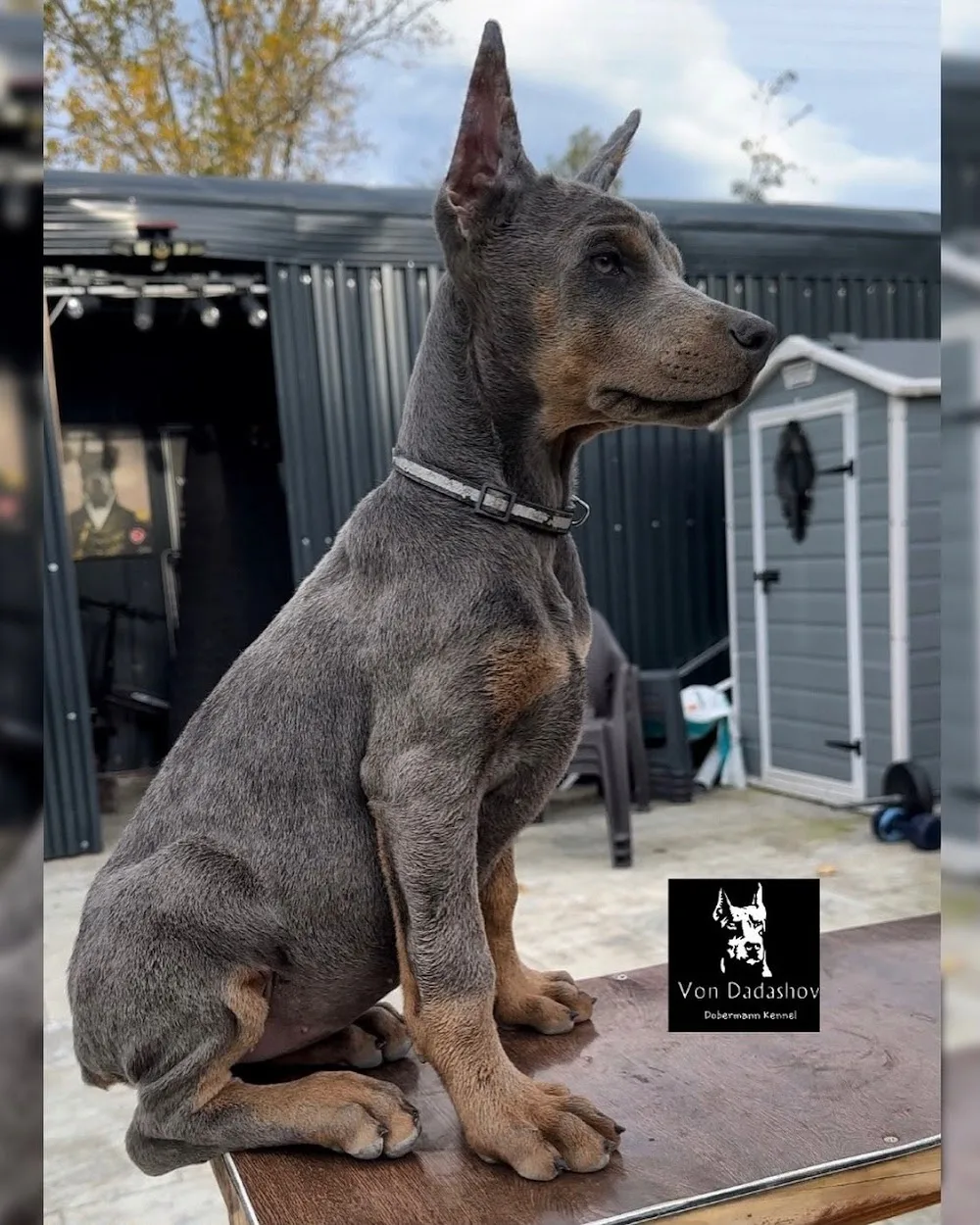 European Doberman Kennels - Mississauga pet otel