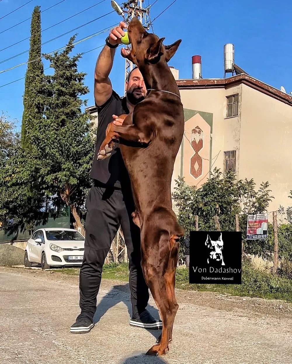 European Doberman Kennels - Mississauga pet otel görseli 3
