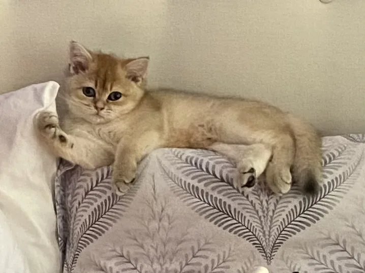 Golden Charm Cattery - Mississauga pet otel