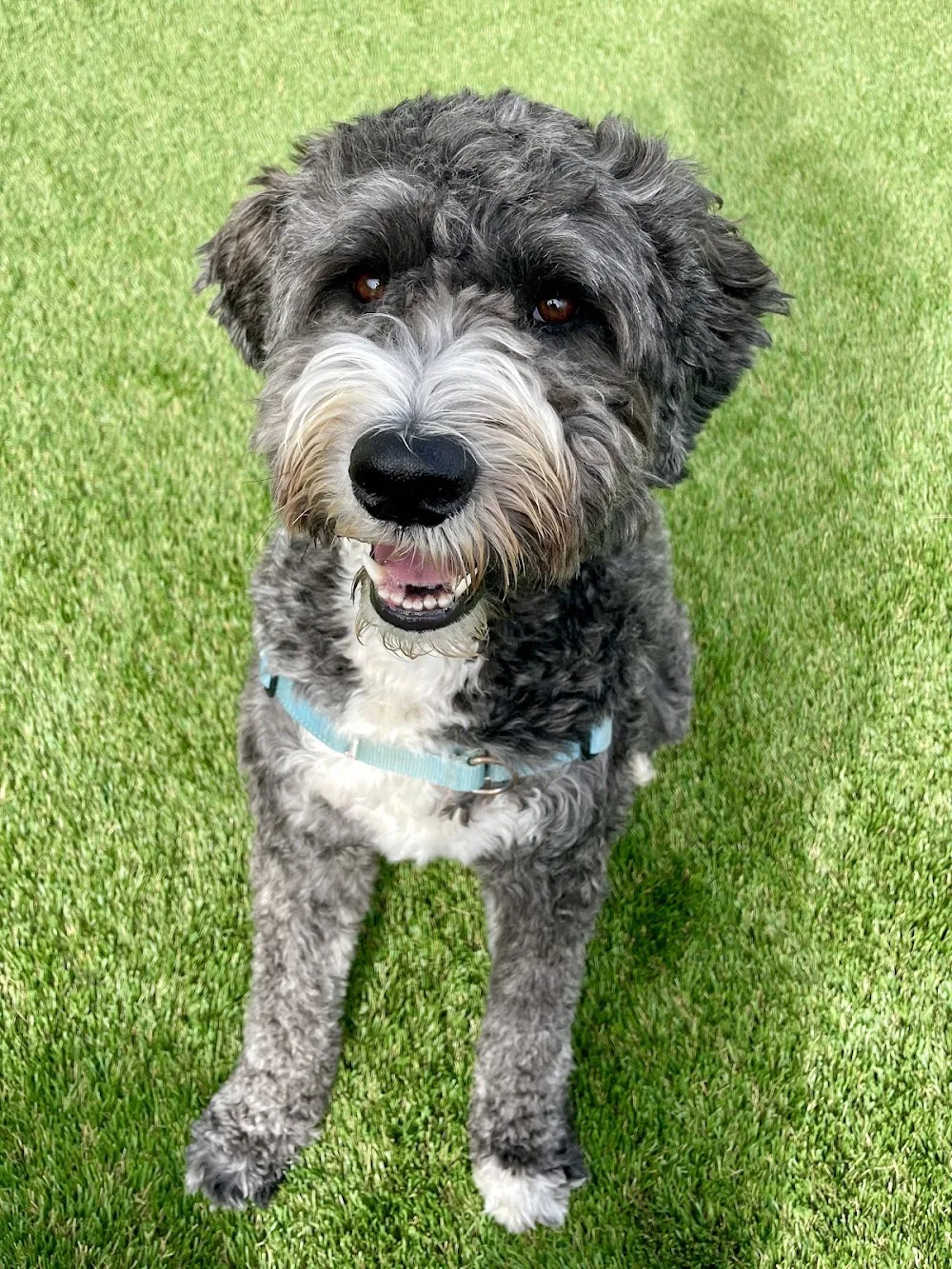 Happy Houndz Dog Daycare & Boarding - Mississauga pet otel görseli 3