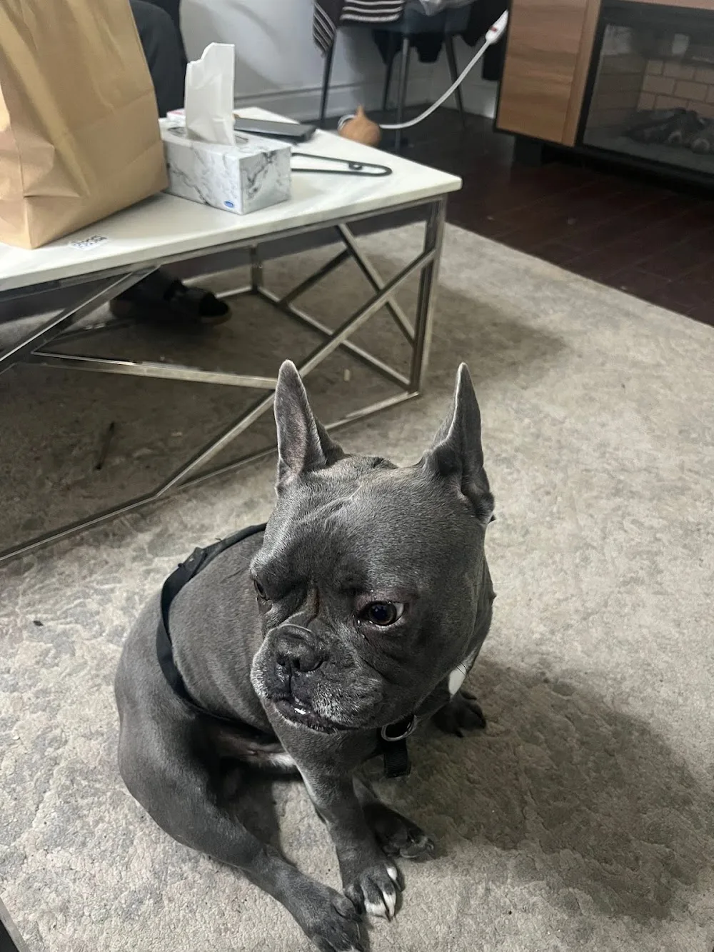 Iyer's Pet Boarding, dog sitting and walking in Mississauga - Mississauga pet otel