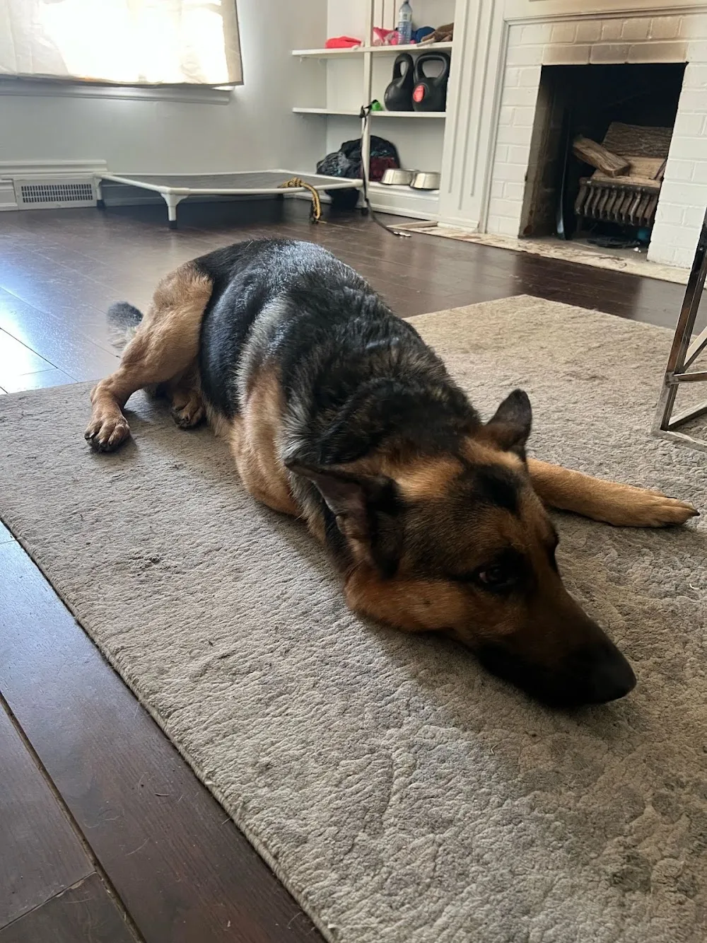 Iyer's Pet Boarding, dog sitting and walking in Mississauga - Mississauga pet otel görseli 3