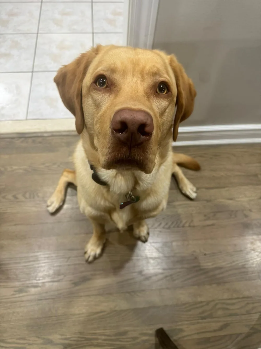 Paola's Home Dog Daycare & Boarding - Mississauga pet otel