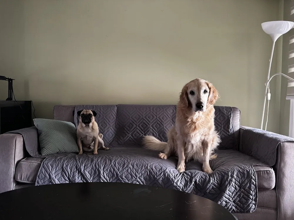 Paola's Home Dog Daycare & Boarding - Mississauga pet otel görseli 3