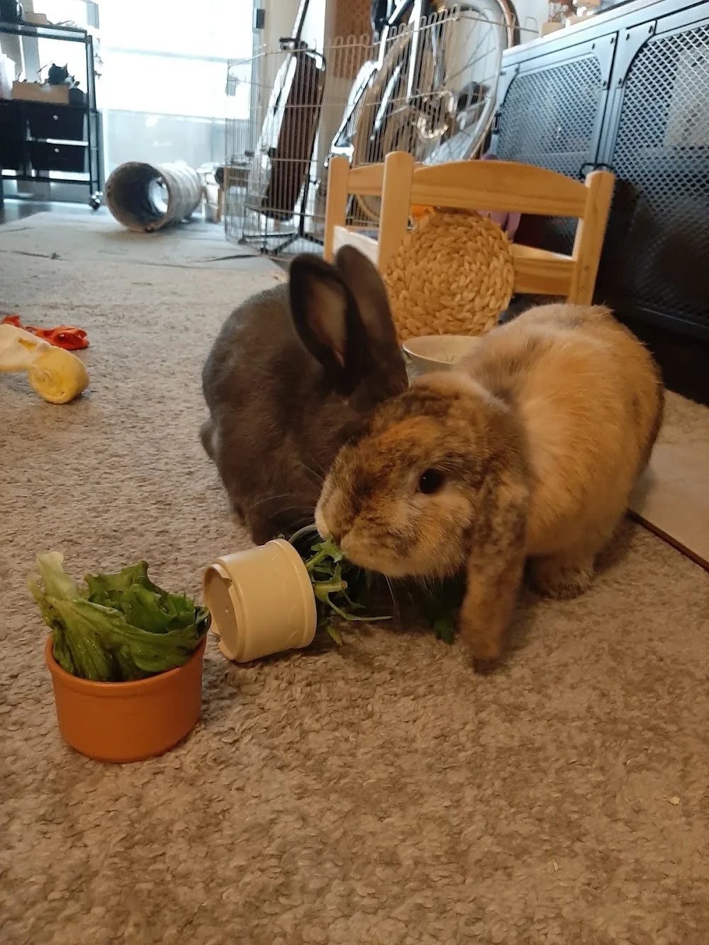 Rabbit & Small Pet Sitters (PetVacay) - Mississauga pet otel