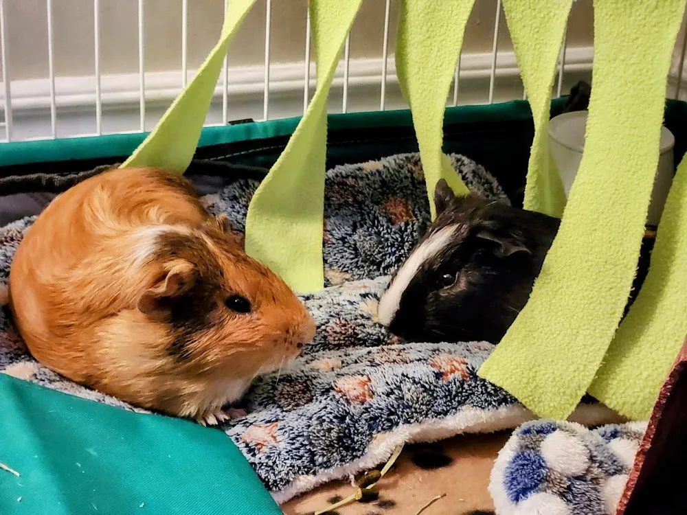Rabbit & Small Pet Sitters (PetVacay) - Mississauga pet otel görseli 3
