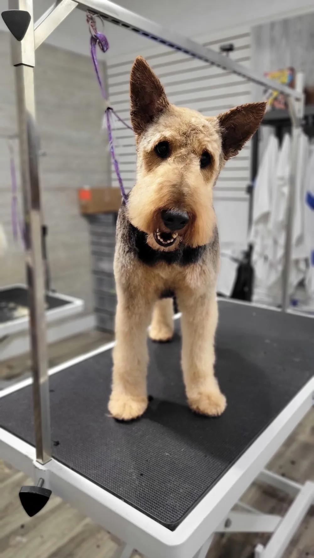 Scruff & Ruff Dog Grooming & Daycare - Port Credit - Mississauga pet otel görseli 2