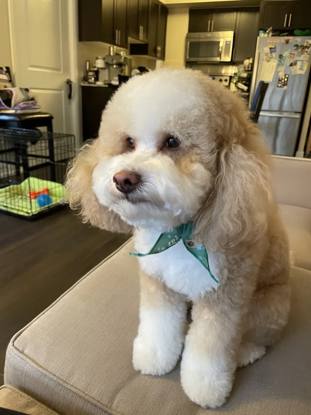 Scruff & Ruff Dog Grooming & Daycare - Port Credit - Mississauga pet otel görseli 3