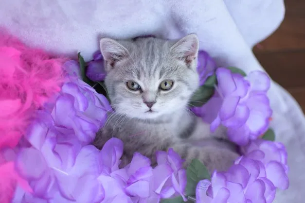 SunnySmartCat - Mississauga pet otel görseli 3