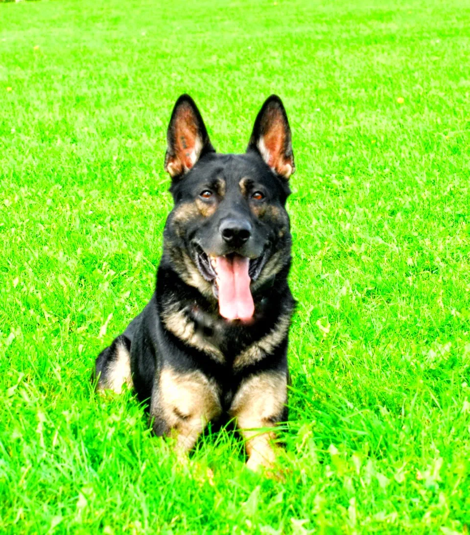 TEAM-K9 - Mississauga pet otel