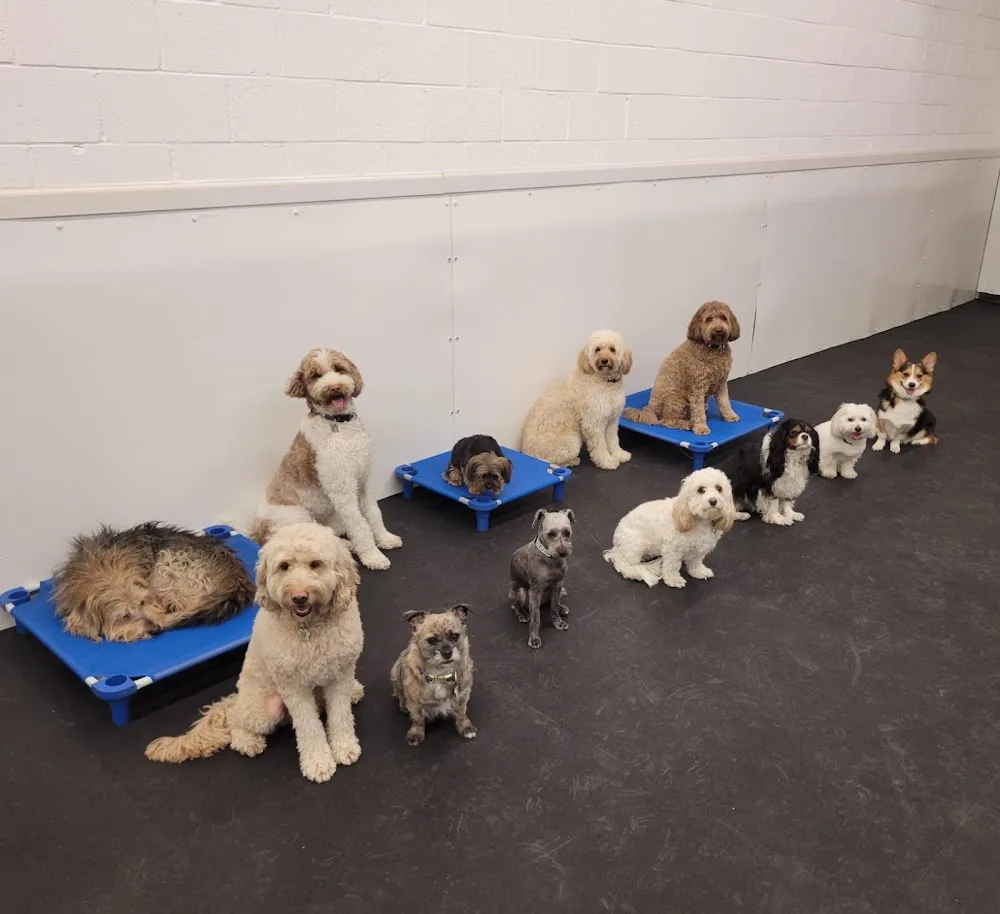 The Dog Stop - Mississauga pet otel