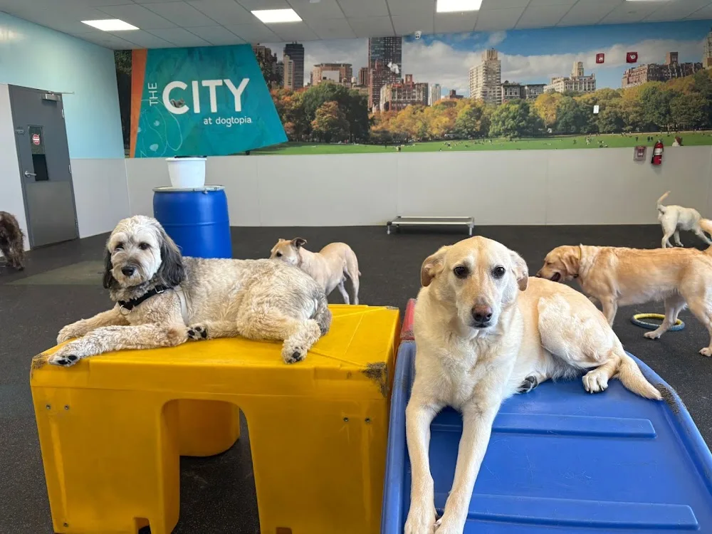 The Modern Dog Royal Windsor - Mississauga pet otel görseli 3