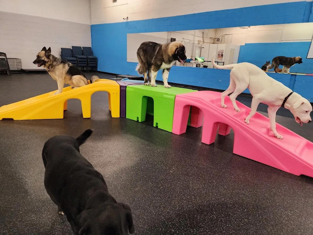 Wagsville Dog Daycare - Mississauga pet otel