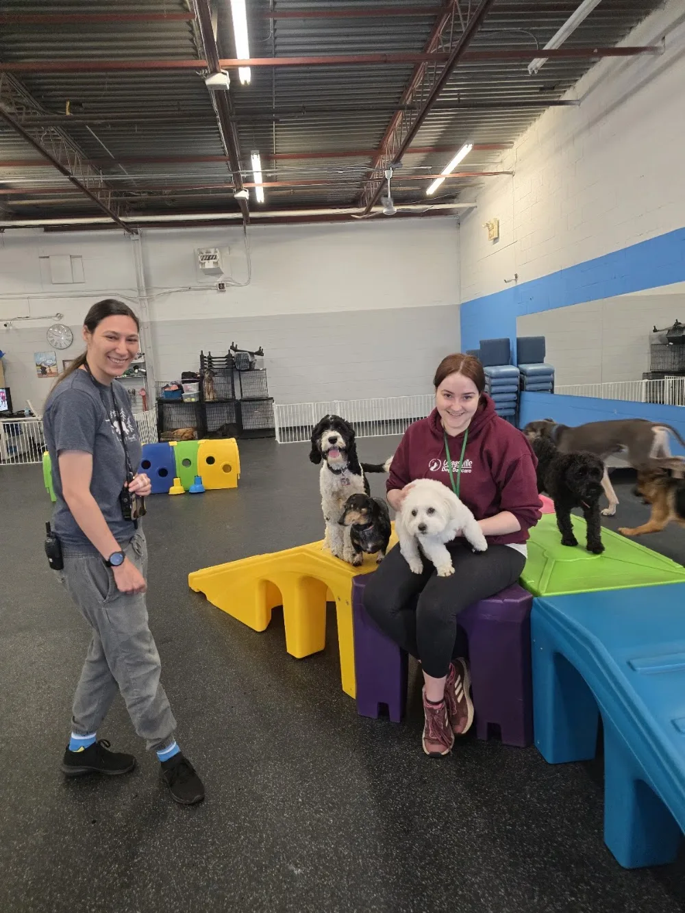Wagsville Dog Daycare - Mississauga pet otel görseli 3