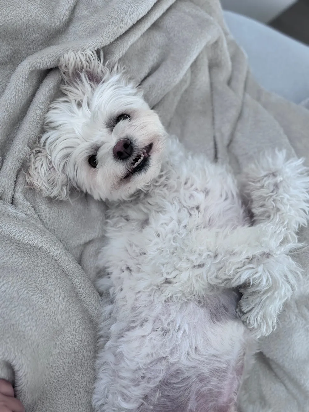 Wet Nose Pet Service Inc - Mississauga pet otel