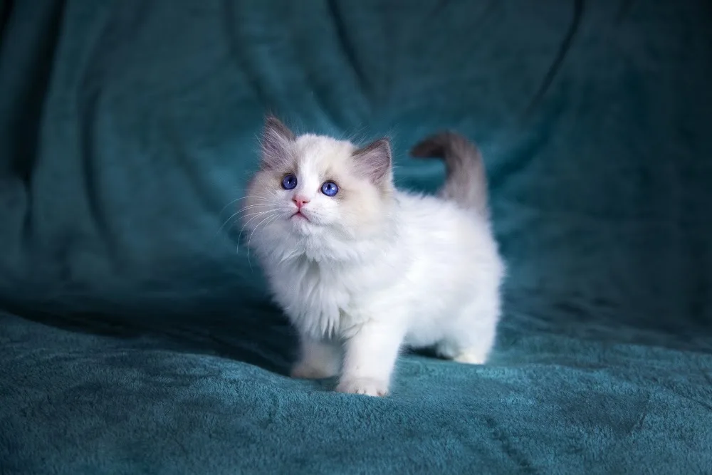 YiMeow Ragdolls - Cat Breeder Ottawa Ontario - Mississauga pet otel