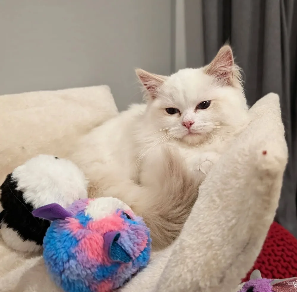 YiMeow Ragdolls - Cat Breeder Ottawa Ontario - Mississauga pet otel görseli 3
