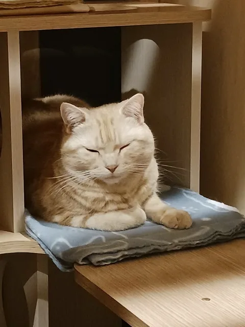 Cat Hotel ねこの館 - Miyagi pet otel görseli 3
