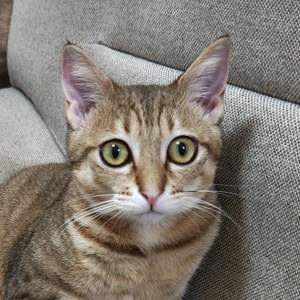 Cat Hotel ねこの館 - Miyagi pet otel görseli 4