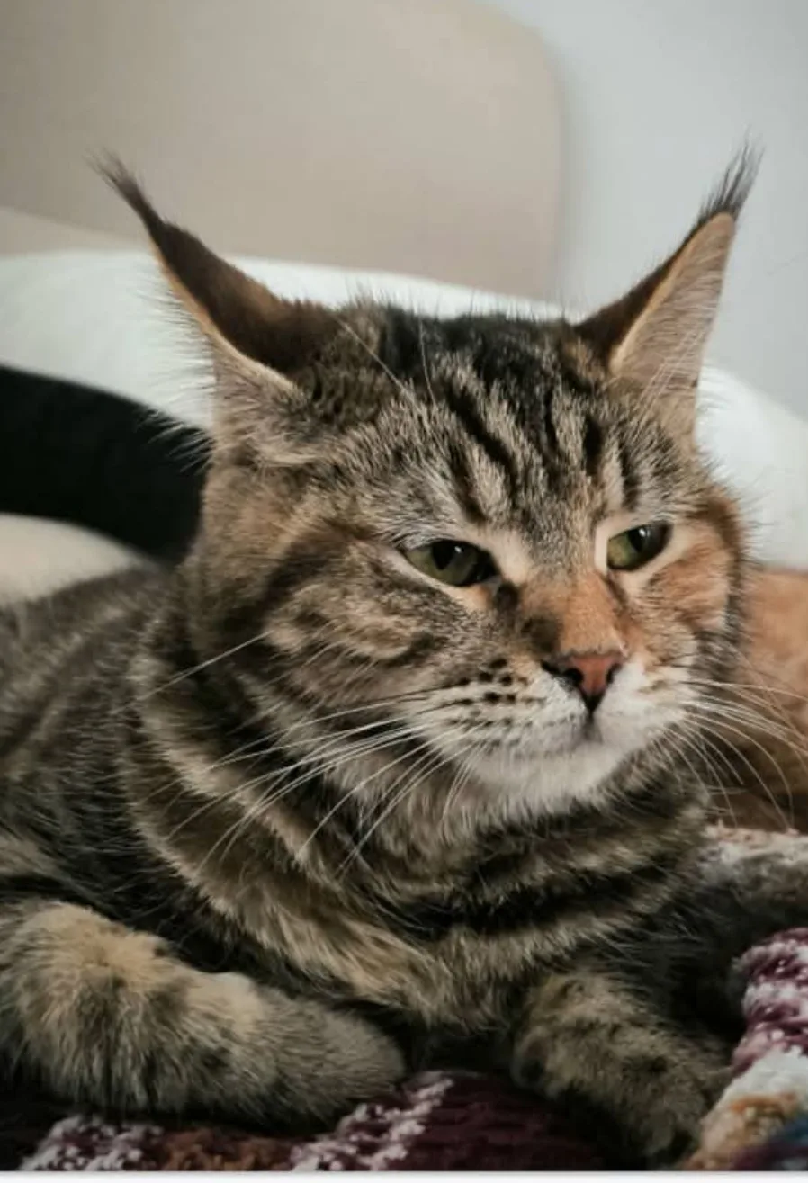 Miyawsu Kedi Oteli - xPet Otel