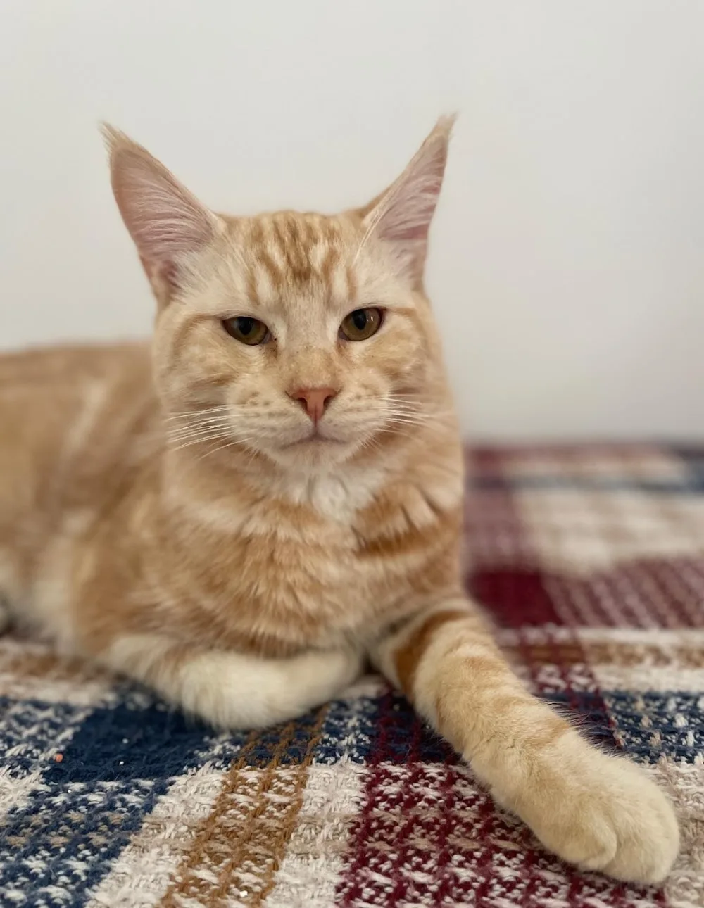 Miyawsu Kedi Oteli - xPet Otel görseli 3