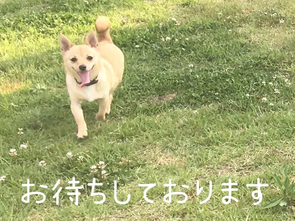 会員制DOGHOTEL&CAFE伊藤 - Miyazaki pet otel
