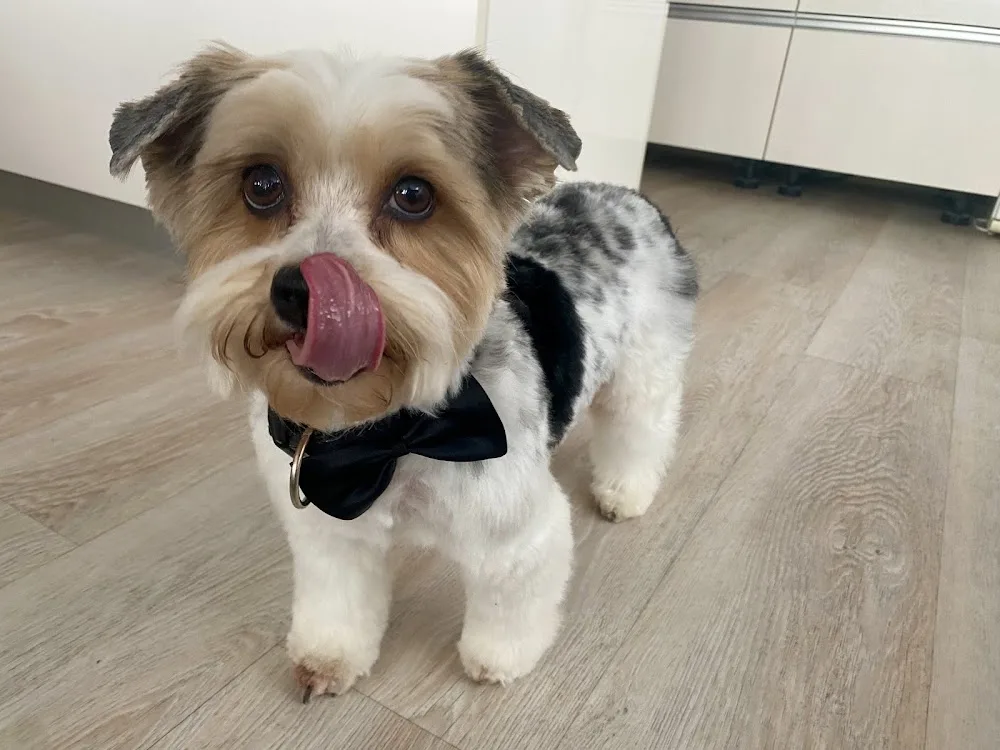 Gulliverovy lázně - Psí salon Kláry Lejskové - Mladá Boleslav pet otel görseli 2