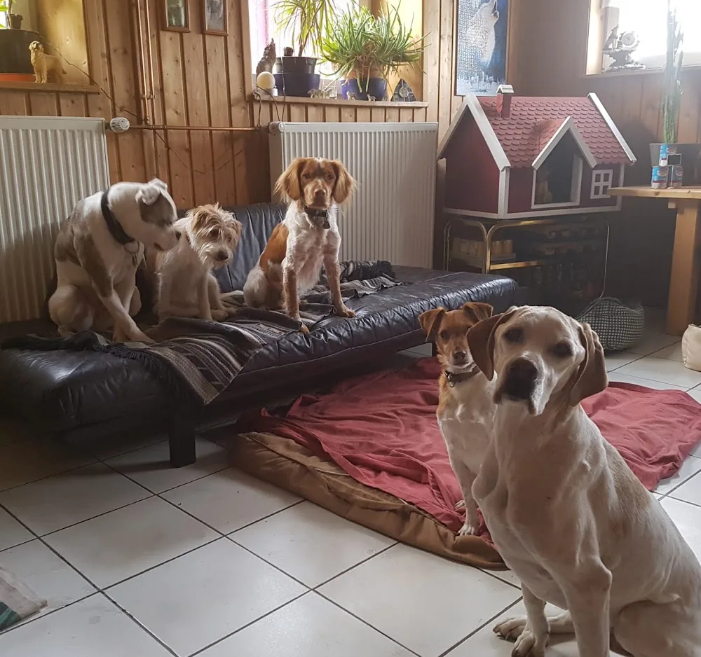 Der-Canis-Hof-Berthel - Möhnesee pet otel görseli 3