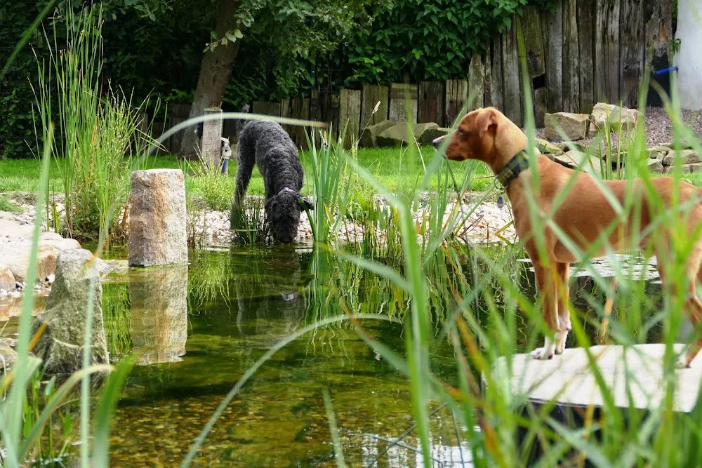 Hundehotel Bergmannshof - Möhnesee pet otel görseli 7