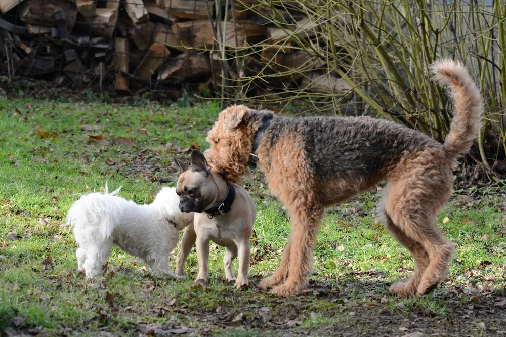 Hundepension - Meschede - Möhnesee pet otel görseli 3