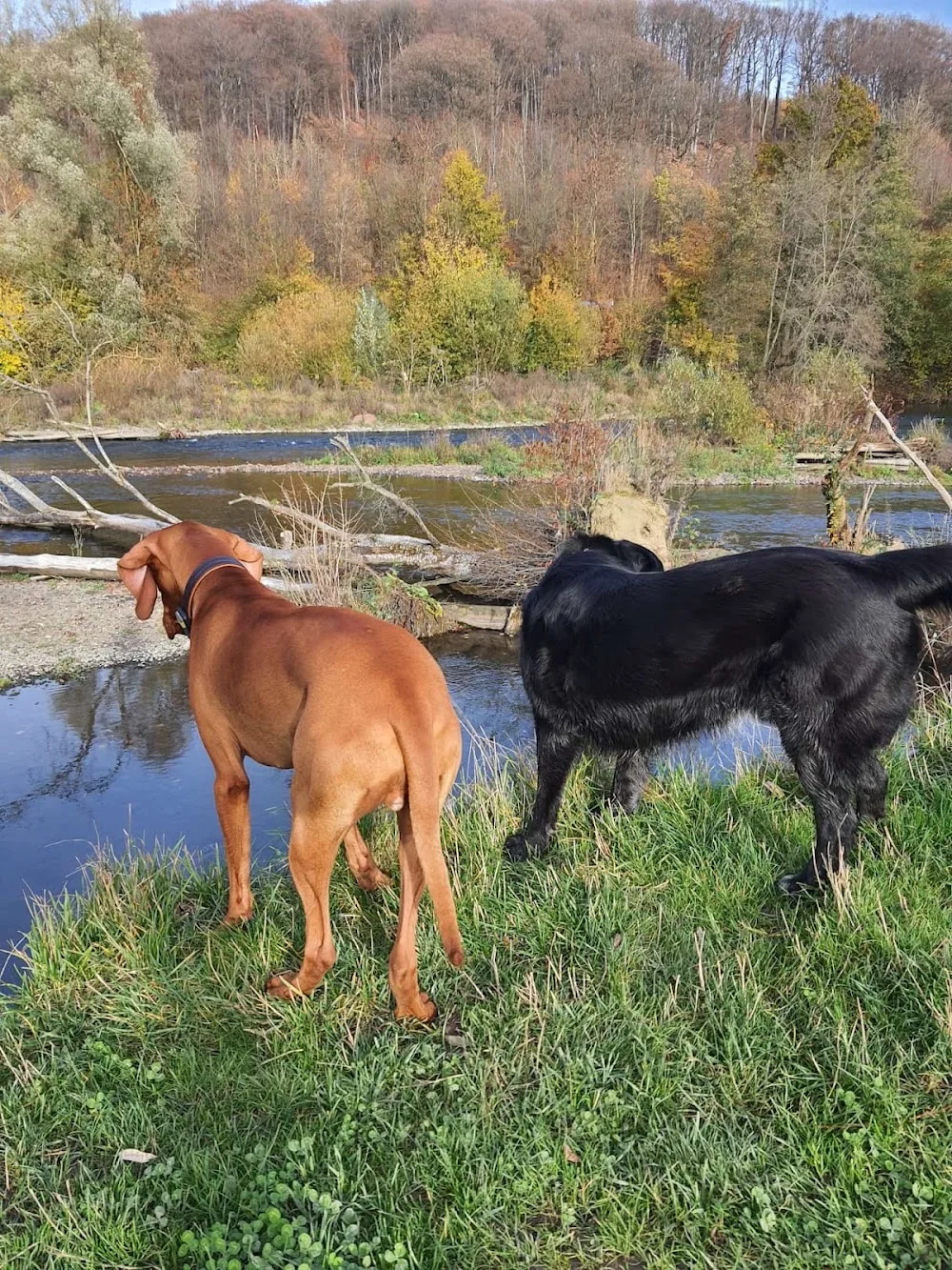 Hundepension Rudel 77 - Möhnesee pet otel