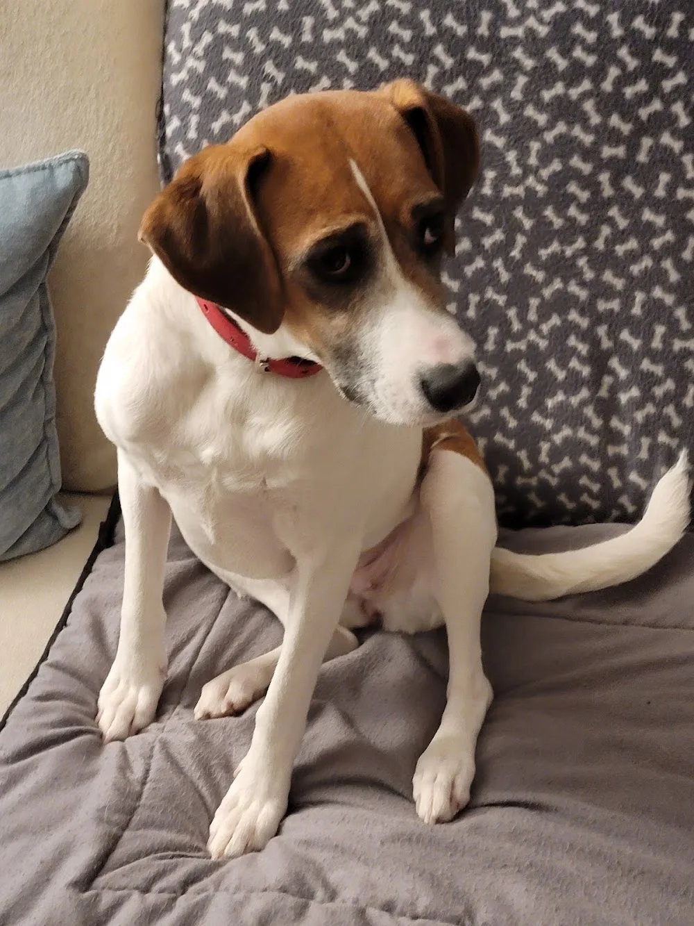 Hundepension Rudel 77 - Möhnesee pet otel görseli 7