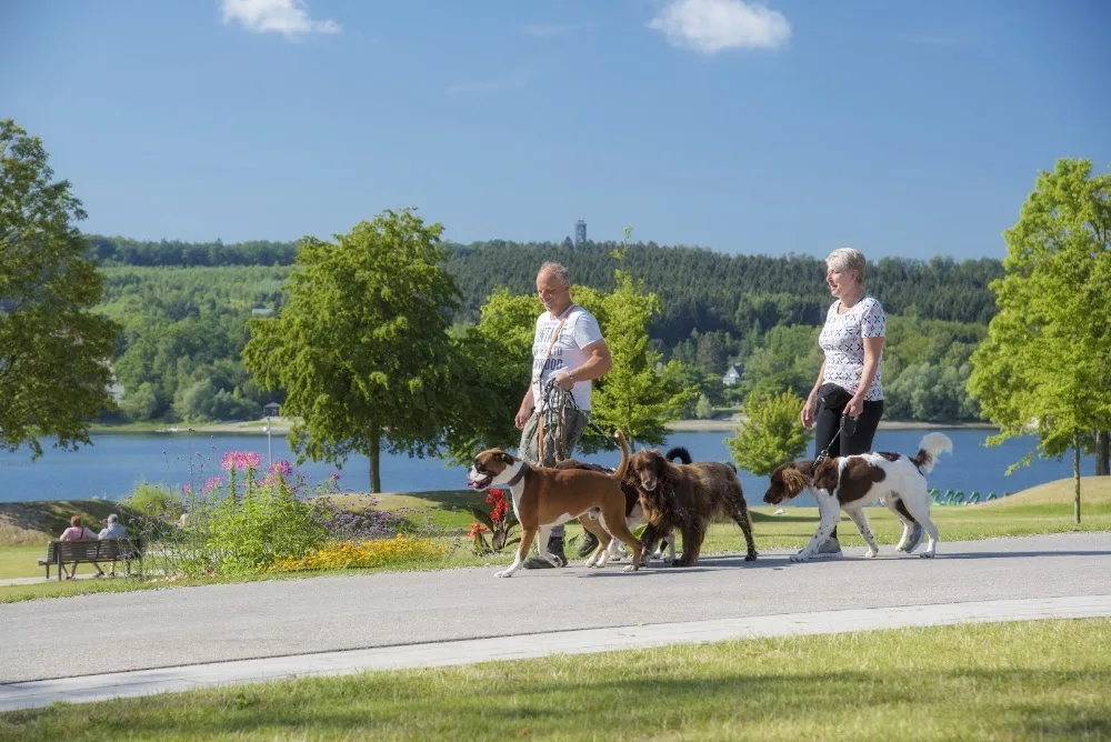 Hundeschule + Hundepension 4 Pfoten - Möhnesee pet otel görseli 3