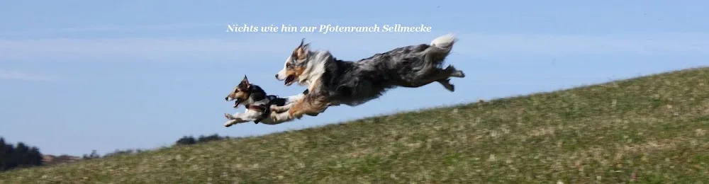 Pfotenranch Sellmecke - Möhnesee pet otel