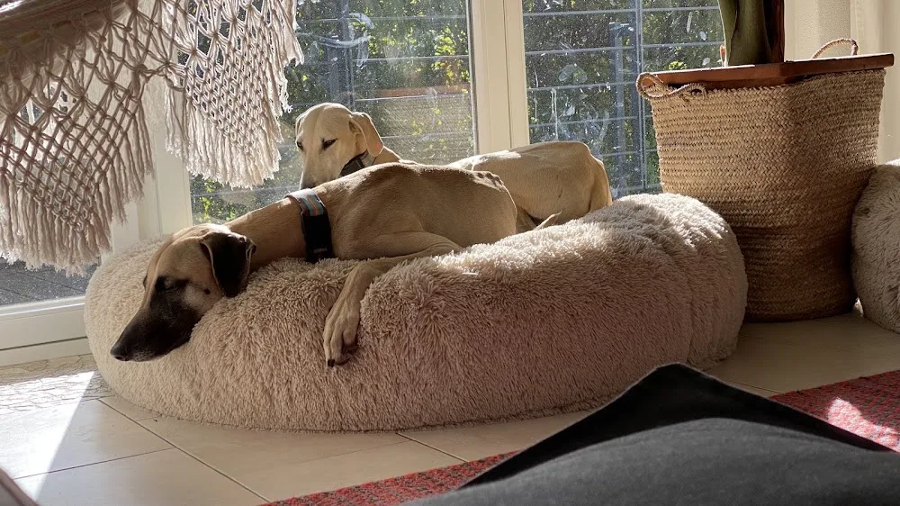 Pfotenwohl Hundehotel - Möhnesee pet otel