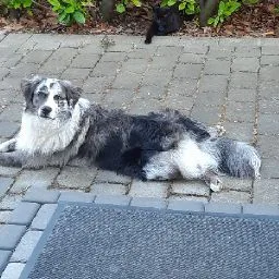 Pfotenwohl Hundehotel - Möhnesee pet otel görseli 5