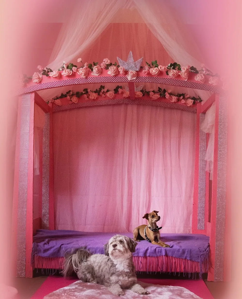 Tier-Resort & Hundeschule Diana - Möhnesee pet otel görseli 6