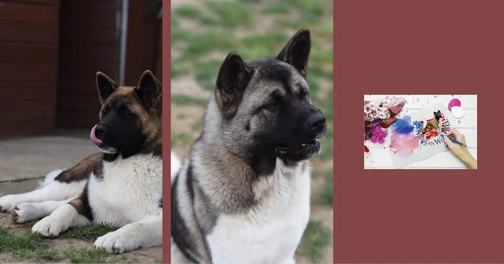 American Akita kennel. - Molenstede-Diest pet otel
